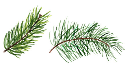 Watercolor christmas tree branches. Hand painted floral traditional decor isolated on white background.の写真素材
