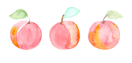Hand-drawn watercolor illustration set of fresh ripe peaches.の写真素材
