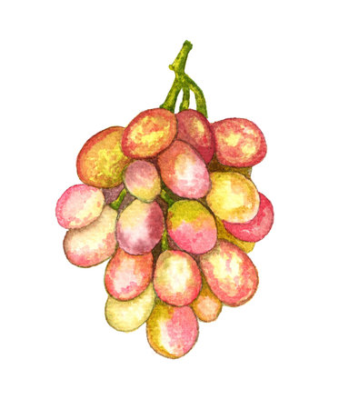 Bunch of pink grapes. Watercolor hand drawn illustration.の写真素材