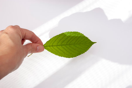 Hand with a green leaf on a white background. ecological concept.