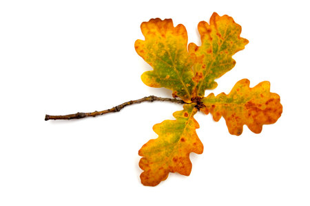 Oak branch with yellow leaves on a white background.の写真素材