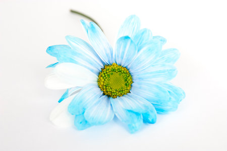 Blue flower of chamomile isolated on white backgroundの写真素材
