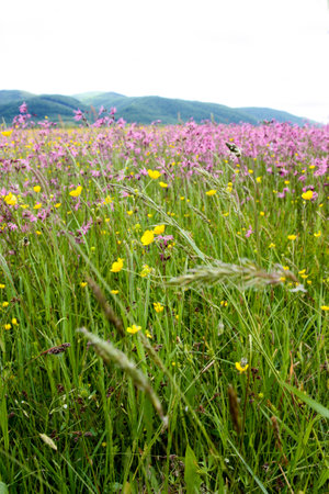 Meadow grasses in the Carpathians meadowの写真素材