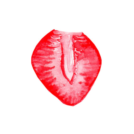 Strawberry leaf hand drawn vector illustrationの写真素材