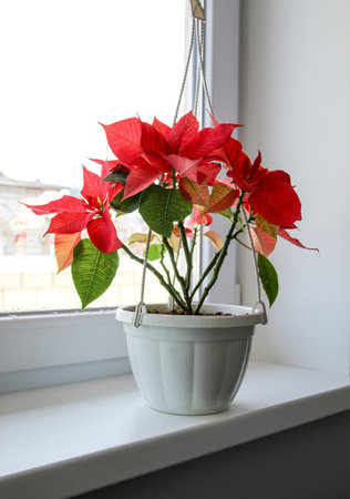 Red poinsettia plant on the windowsill next to the window.の写真素材