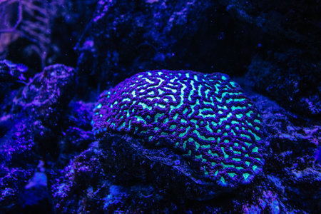 Flourescent brain coral or Platygyra lamellina.の写真素材