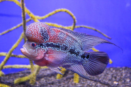 Flowerhorn Cichlid in blue aquariumの写真素材