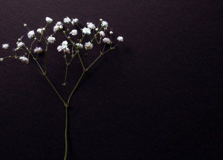 Greeting card with tender Gypsophila flowers on a black backgroundの写真素材