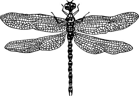 Dragonfly hand drawing engraving illustrationのイラスト素材