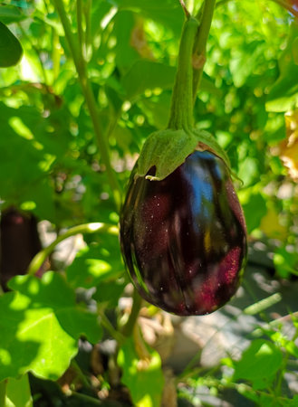 Ripe eggplant on a sunny day in a summer gardenの写真素材