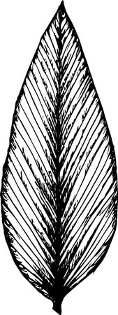 Abstract tropical leaf hand drawn illustrationのイラスト素材