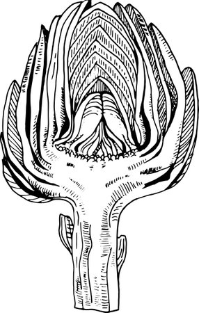 Detailed black-and-white hand-drawn illustration of an artichoke. The intricate line work highlights the texture and natural form of the vegetable, making it ideal for use in botanical studies, culinary arts, or vintage-inspired designs.のイラスト素材