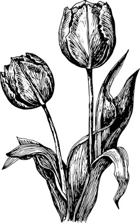Elegant vintage-style tulip sketch in black and white. Perfect for coloring books, tattoos, prints, and botanical designs.のイラスト素材
