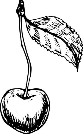 Detailed hand-drawn black and white illustration of a single cherry with leaf. Vintage botanical fruit sketch on white background.のイラスト素材
