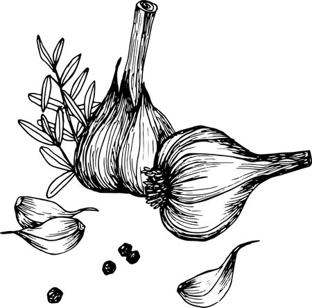 Two garlic bulbs, peppercorns, and rosemary in a hand-drawn black and white sketch on a clean white backgroundのイラスト素材