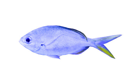 Close-up of a vivid blue tropical fish with green tail accents, isolated on white background,...
