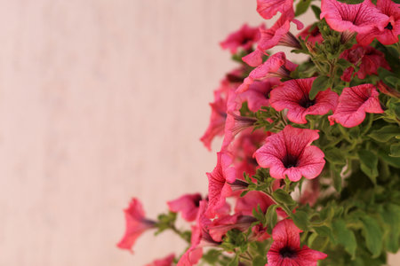 Vibrant pink petunia flowers in full bloom with green leaves, captured close-up on a soft pastel background, perfect for design useの写真素材
