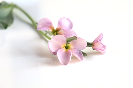 Delicate pink Matthiola flower with soft petals, on white background. Perfect for botanical, floral,...