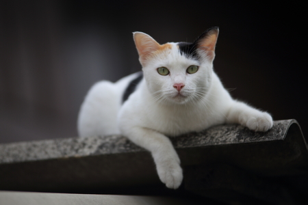 Thai Catの写真素材