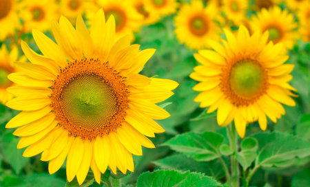 Yellow sunflower blossom boast yourselves for the glittering sunshine in the fieldの写真素材