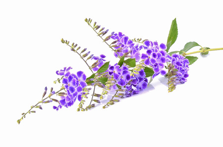 Purple flowers isolated on white backgroundの写真素材