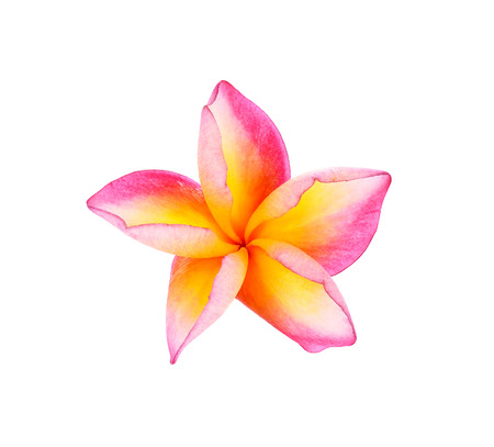 Plumeria flower on white background.の写真素材
