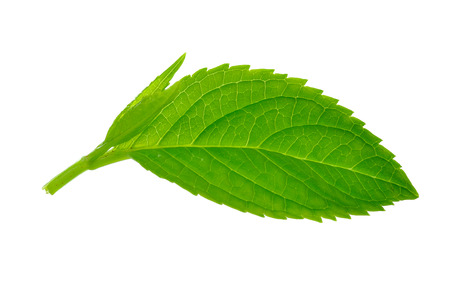 Green leaves isolated on a white background.