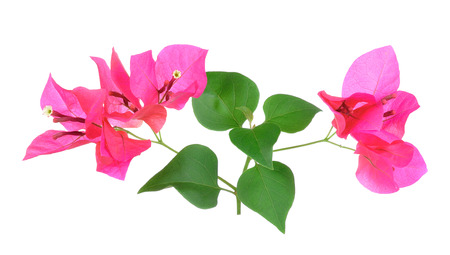 Pink Bougainvillea flowers isolated on white background.の写真素材