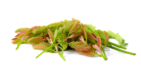 Tamarind leaves isolated on a white .の写真素材