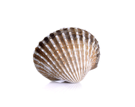 Fresh raw cockle on the white background.