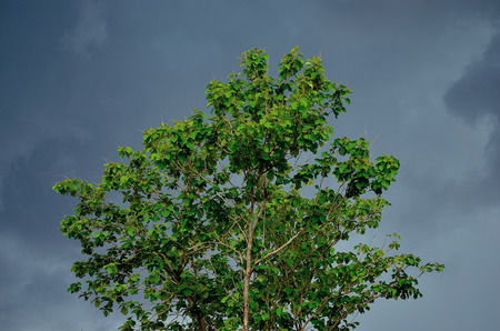Cloud coming rian on the tree.
