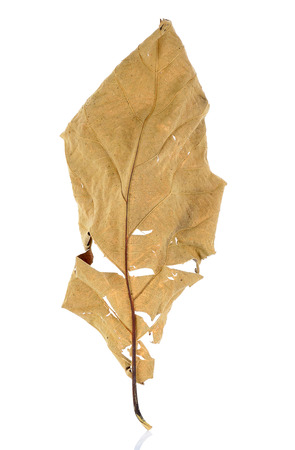 dried teak leaf isolated on the white background.の写真素材