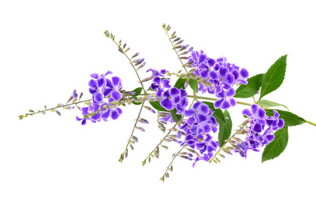 Purple flowers isolated on the white background.の写真素材