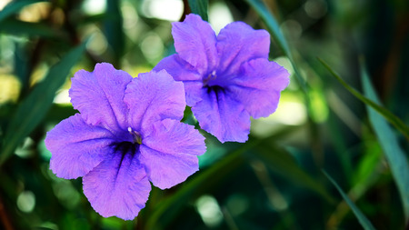 Close up Purple flower in garden.