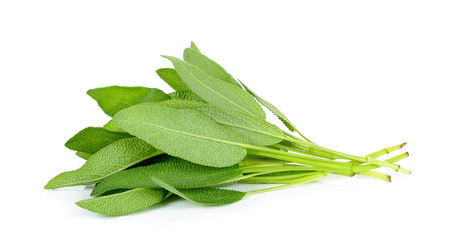 sage leaves isolated on the white background.の写真素材