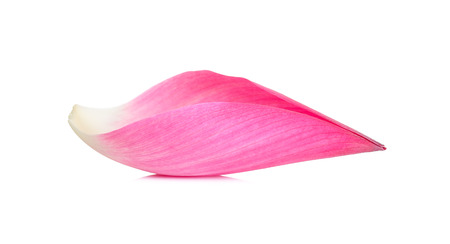 lotus petal isolated on the white background.の写真素材