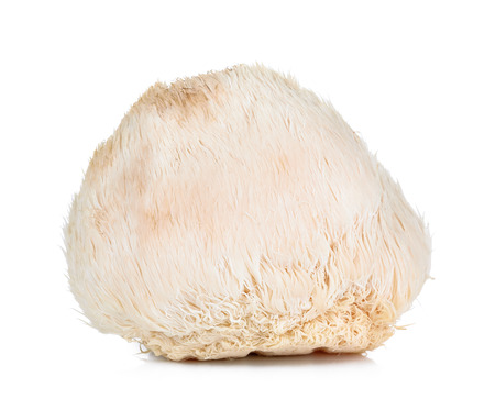 Lion mane mushroom isolated on white background.の写真素材