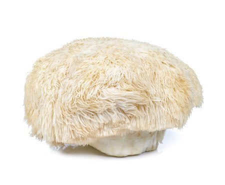 lion mane mushroom isolated on white background.の写真素材
