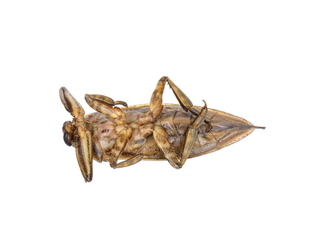 Lethocerus indicus isolated on white background.