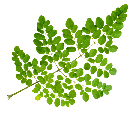 Moringa oleifera leaf isolated on white clipping pathの写真素材