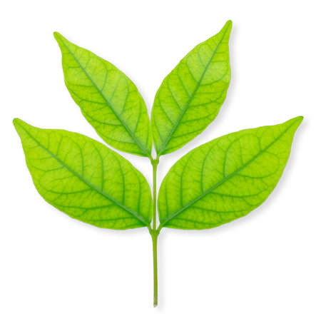 Green leaf isolated on white background.