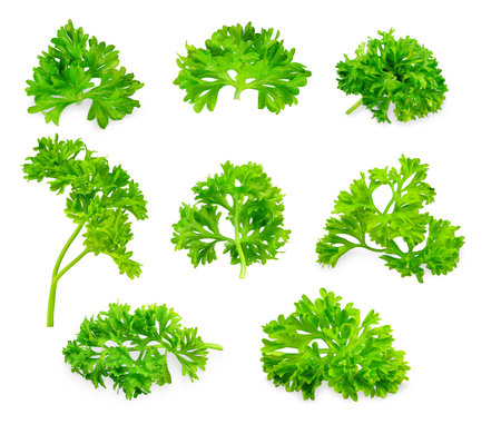 Collection of Parsley vegetable isolated on white background. parsley clipping pathの写真素材