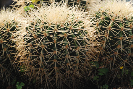 Cactusの写真素材