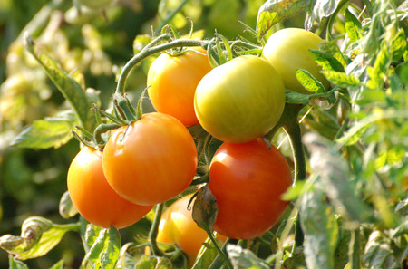 Tomatoesの写真素材