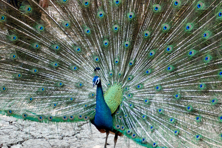 Beautiful peacockの写真素材