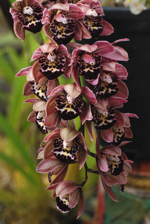 Bouquet of purple orchidsの写真素材