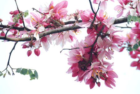 Cut flowers pink white backgroundの写真素材