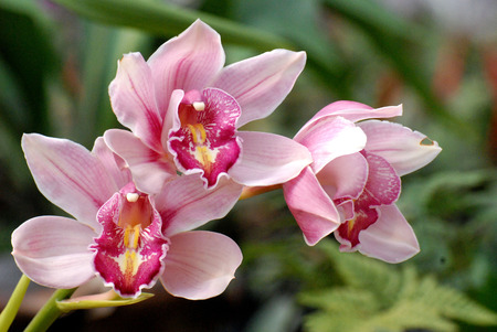 pink orchidの写真素材