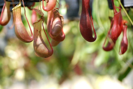 monkey cupsin the gardenの写真素材