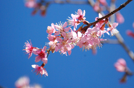 Cut flowers pink background skyの写真素材